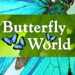 butterflyworld